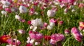 4K Persian Buttercup Flowers 14 4k or 4k+ Resolution
