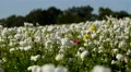 4K Persian Buttercup Flowers 18 4k or 4k+ Resolution
