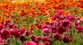 4K Persian Buttercup Flowers 4k or 4k+ Resolution