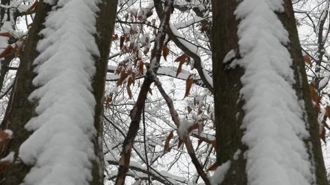 4K Perspective View of Winter Snowfall through Trees Tilt Down Stock Footage 89279514