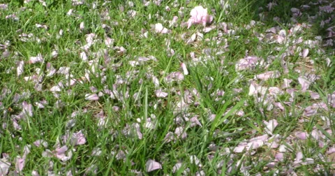 4K, Petals on the grass, Spring blossom Stockbeeldmateriaal 49943447