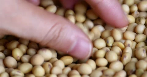 4k pick soybean beans by hand,seed food raw material,delicious dishes soya bean Stock Footage 40416490