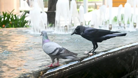 4K Pigeon and crow stand side-by-side drinking a water urban fountain Stock Footage 321146049