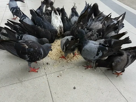 4K pigeons eating in the public park Stock Footage