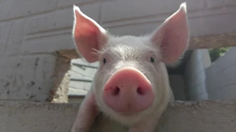 4k Piglet Stock Footage 331316825