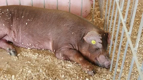 4k, pigs sleeping in the barn 7 Stock-Footage 51362256