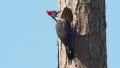 4K Pileated Woodpecker (Dryocopus pileatus) - Male 1 4k or 4k+ Resolution
