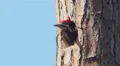 4K Pileated Woodpecker (Dryocopus pileatus) - Male 2 4k or 4k+ Resolution