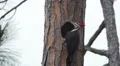4K Pileated Woodpecker (Dryocopus pileatus) - Male and Female 1 4k or 4k+ Resolution