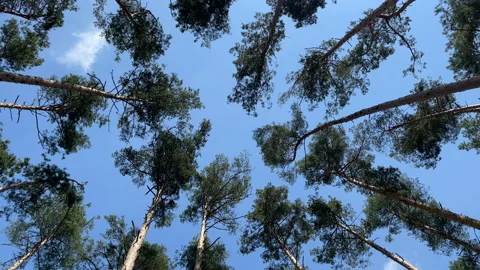 4K Pine forest from below to the blue sky. Circular rotation of camera Stock Footage 154029981