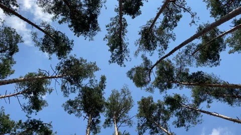 4K Pine forest from below to the blue sky Stock Footage 154032880