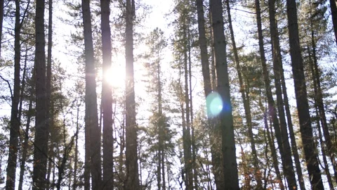 4K Pine forest trees with sun flare coming through forest Stock Footage 86587961