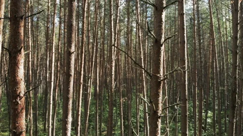 4K Pine forest trees with sun flare coming through forest , dolly wooden hut in Stock Footage 93168463