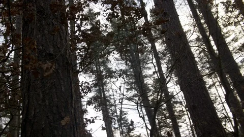 4K Pine Forest Trees With Sun Flare Coming Through Forest Walking Through  Stock Footage 122430947