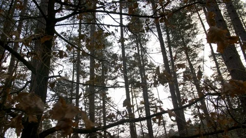 4K Pine Forest Trees With Sun Flare Coming Through Forest, Pan Shot Across  Stock Footage 122431106