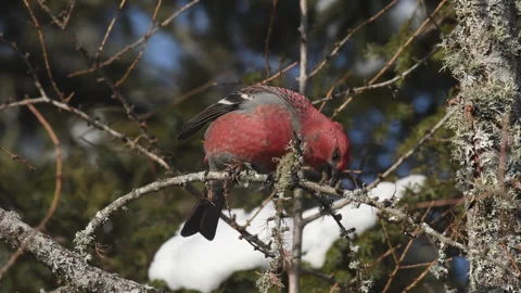 4k Pine Grosbeak perching in Sax Zim Bog area Minnesota in Winter Stock Footage 271604128