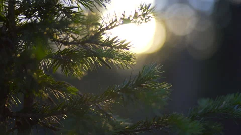 4k Pine Tree Sunset Stock Footage 65540406