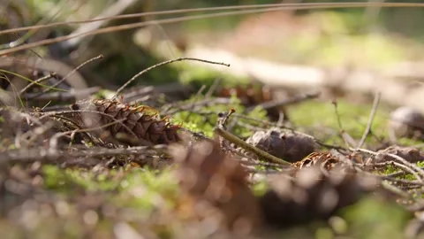 4K - Pinecone laying in moss Stock Footage 239049417
