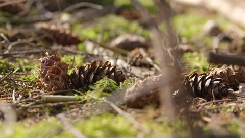 4K - Pinecones Stock Footage 239049394