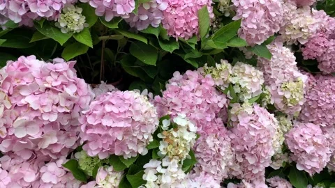 4k Pink and white hydrangeas that bloom in spring and summer, panning shot Vídeo Stock 148181337