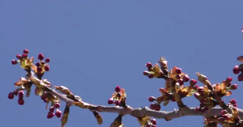 4K, Pink and white Spring blossom on the trees and flowers Stockbeeldmateriaal 51016221