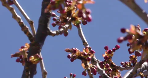 4K, Pink and white Spring blossom on the trees and flowers Stockbeeldmateriaal 51017145