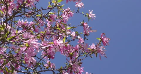 4K, Pink and white Spring blossom on the trees and flowers Stockbeeldmateriaal 51019595
