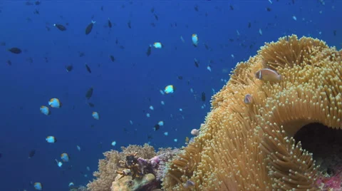 4k Pink Anemonefish Stock Footage 51588741
