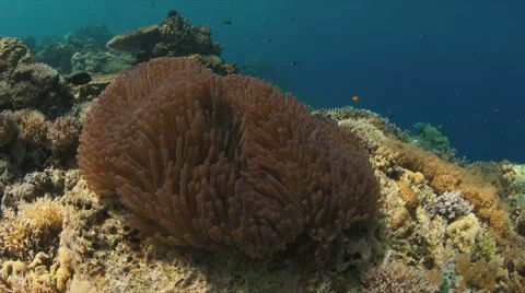 4k Pink Anemonefish Stock Footage 62584655