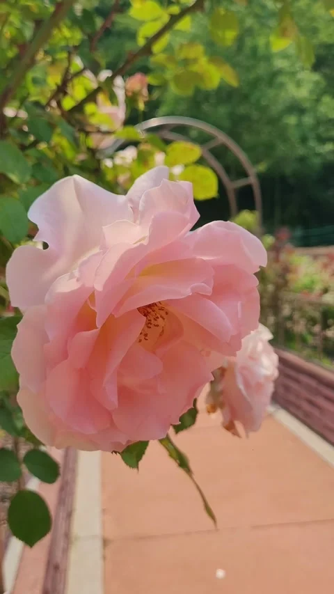 4K Pink Blush White Rose Macro Portrait Stock Footage 330200009