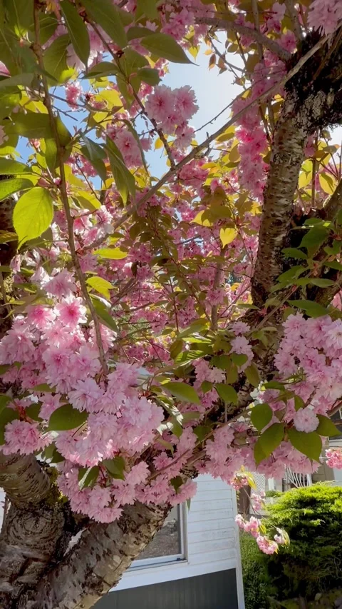 4K Pink Cherry Blossoms in Full Bloom - Spring Sakura Nature Background 库存影片 333372093