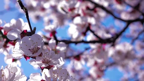4K pink cherry flowers blooming in springtime 库存影片 80473736