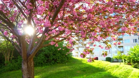 4K Pink Cherry Tree Blossoms and Sun Lens Flare, Slow Motion Tilt Shot Stock Footage 77553837