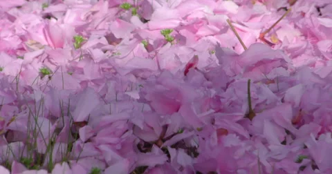 4K, Pink petal on the grass, spring blossom on the trees and flowers Vidéo 49943549