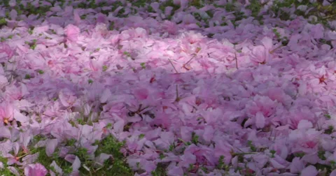 4K, Pink petals on the grass Video stock 49943778