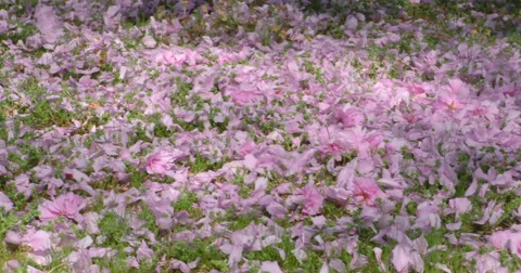4K, Pink petals on the grass, Spring blossom on the trees and flowers Vídeo Stock 49943492