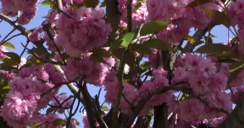4K, Pink Spring blossom on the trees Vidéo 49943830