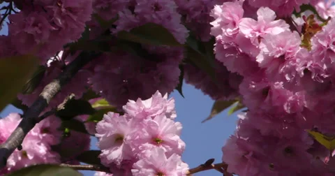 4K, Pink Spring blossom on the trees and flowers Vidéo 49944051