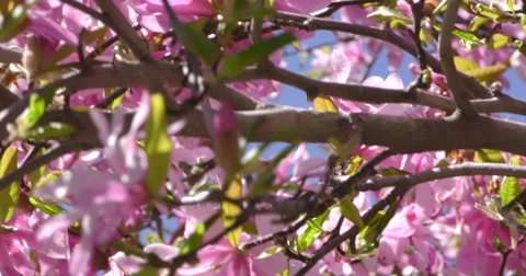 4K, Pink Spring blossom on the trees and flowers Vídeo Stock 51017503