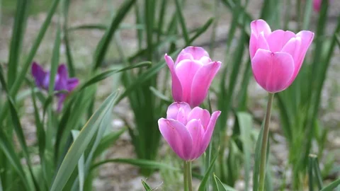4K Pink Tulips Stock Footage 74219595