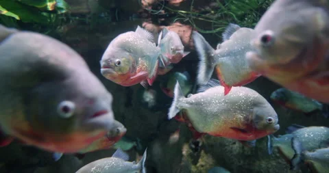 4K - Piranhas underwater Stock Footage 229899336