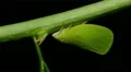 4K Planthopper (Acanalonia conica) 2 4k or 4k+ Resolution