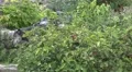 4k Playing Eastern Timber Wolves pack and social life 4k or 4k+ Resolution