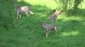 4k Playing Wolves in grassy landscape at a sunny day 4k or 4k+ Resolution