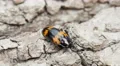 4K Pleasing Fungus Beetle (Megalodacne fasciata) 2 4k or 4k+ Resolution