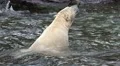 4k Polar Bear closeup in water slow motion shaking head 4k or 4k+ Resolution