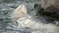 4k Polar Bear slow motion very closeup swimming around rock 4k or 4k+ Resolution