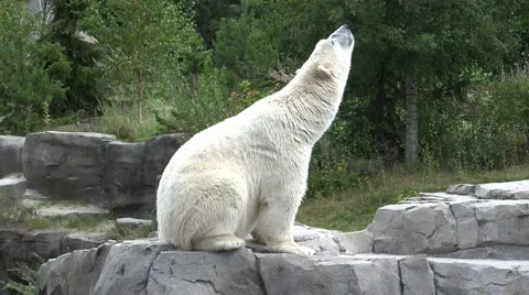 4k Polar Bear slow motion action jumping into water Stock Footage 41690361