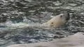 4k Polar Bear swimming and diving in water near rock 4k or 4k+ Resolution