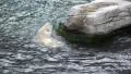 4k Polar Bear swimming in rough water around rocks 4k or 4k+ Resolution
